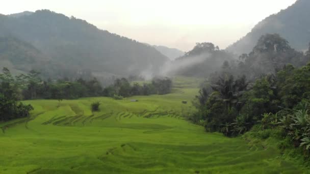 Exotic Scenery Rice Terraces Rural Indonesia Rural Atmosphere Very Comfortable — Stockvideo