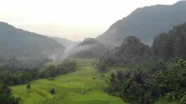 exotic scenery of rice terraces in rural Indonesia. the rural atmosphere is very comfortable and cool.