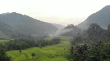 exotic scenery of rice terraces in rural Indonesia. the rural atmosphere is very comfortable and cool.