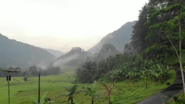 Exotic Scenery Rice Terraces Rural Indonesia Rural Atmosphere Very Comfortable — Stock Video