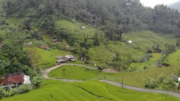 Exotic Scenery Rice Terraces Rural Indonesia Rural Atmosphere Very Comfortable — Wideo stockowe