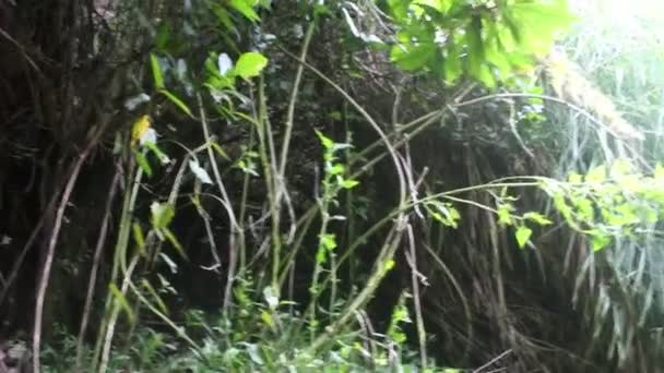Appearance Wild Boar Hole Wild Hole Wild Boar Nest Mountains — Stok video