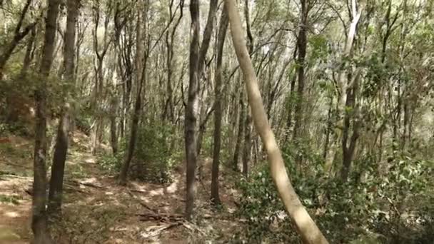 Blonde Girl Backpack Walks Hike Path Woods — Stock Video