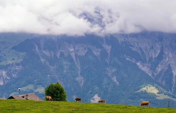Mucche su un prato alpino vicino a Meiringen — Foto Stock