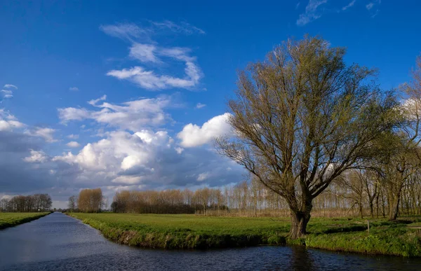 Tree in the nature area Kraaiebos near Molenaarsgraaf — Stock Photo, Image