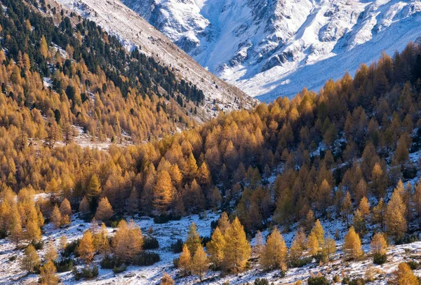 Autumn colored trees in an alpine landscape near Livigno — Stock Photo, Image