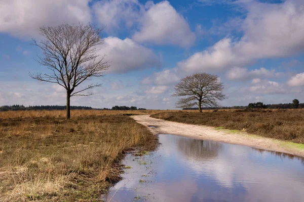 Stromy Vřesovišti Přírodní Rezervaci Regte Heide Blízkosti Holandské Vesnice Goirle — Stock fotografie