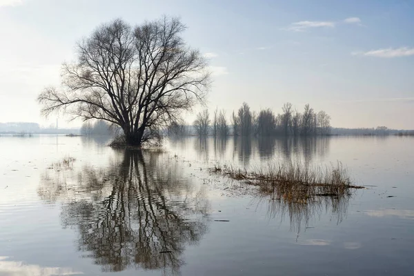 Florestas inundadas ao longo do rio Waal — Fotografia de Stock
