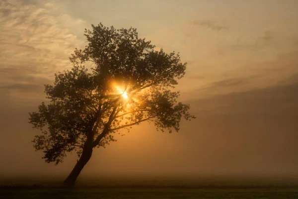 Árbol en un paisaje brumoso cerca de Wijngaarden — Foto de Stock