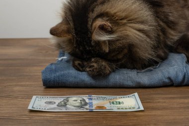 Yüz dolarlık banknotu olan komik bir kedi..