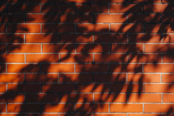 Leaf Shadows Red Brick Wall Background Image — Foto Stock