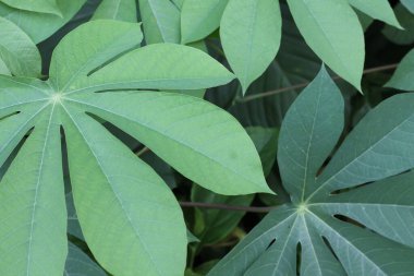 Bahçedeki manyok yaprağının yakın çekimi.