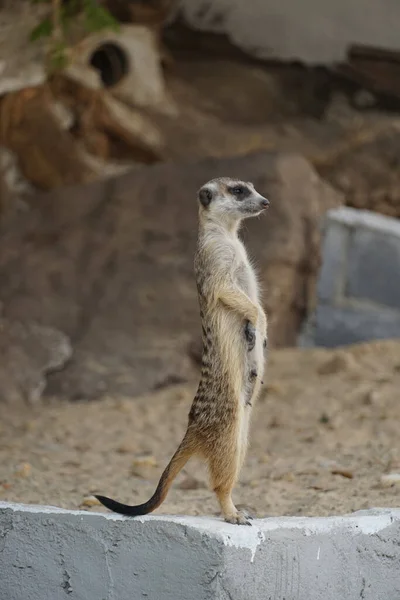Seite Stehendes Erdmännchen Auf Zementkante Sandsteinhöhle Tierleben — Stockfoto