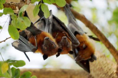 closeup Lyle's flying fox bats hanging on green leaves tree branch background