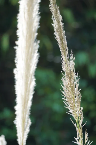 Närbild Vilda Gräs Blommor Thysanolaena Latifolia Med Mörk Skog Bakgrund — Stockfoto