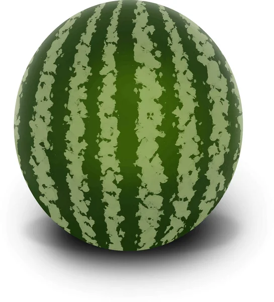 Isolerade Färska Gröna Vattenmelonfrukter — Stock vektor