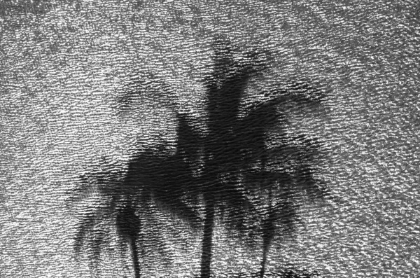 海中一棵椰子树倒影的背景 — 图库照片