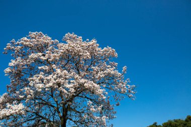 Tabebuia roseo-alba, beyaz IPE IPE-branco veya lapacho blanco bilinen bir Brezilya Cerrado ve Pantanal bitki örtüsü'e ağacıdır,