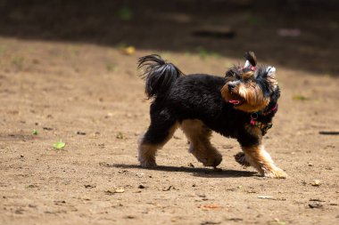 Tıraşlı bir kadın Yorkshire parkta geziniyor..