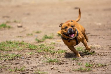 Güzel, kahverengi bir Pitbull parkta koşuyor ve eğleniyor..