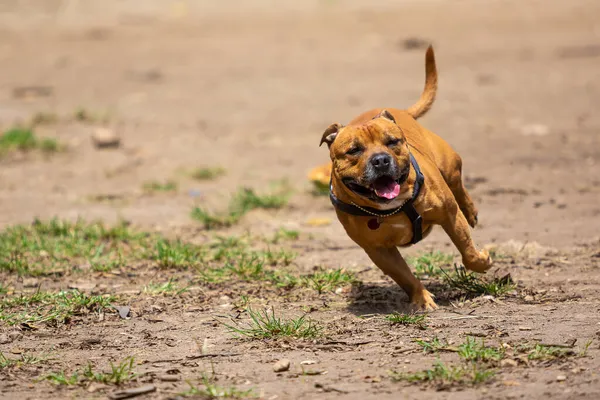 Pitbull Coklat Yang Cantik Berlari Dan Bersenang Senang Taman — Stok Foto