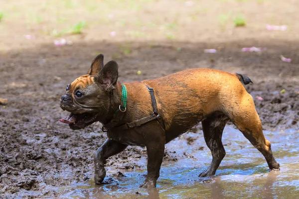 Bulldog Francés Divierte Charco Barro — Foto de Stock