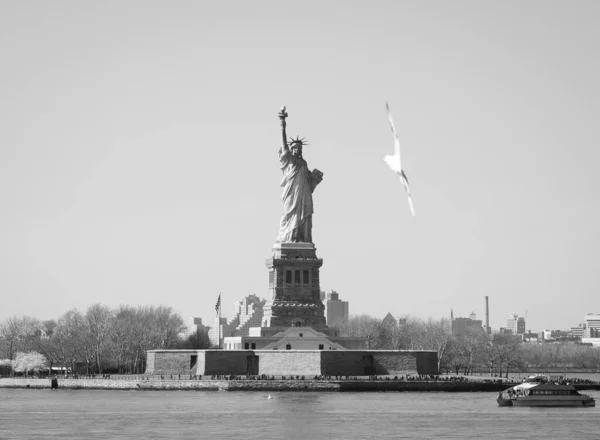 ニューヨークの自由の女神像の横にはカモメが飛んでおり 白黒で撮影されている — ストック写真