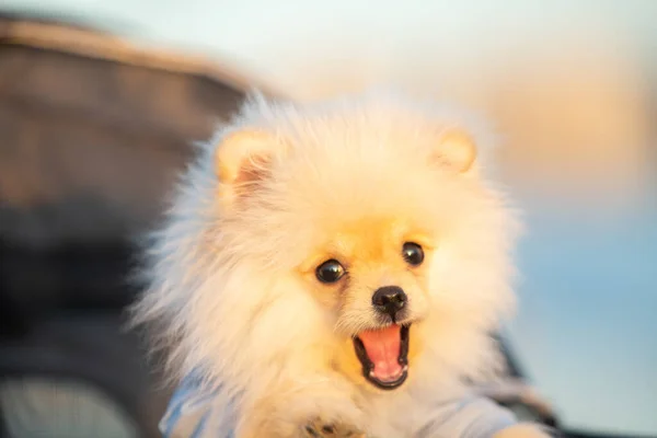 Spitz Pomeranian Puppy Pram Strolling Beach — Stock Photo, Image