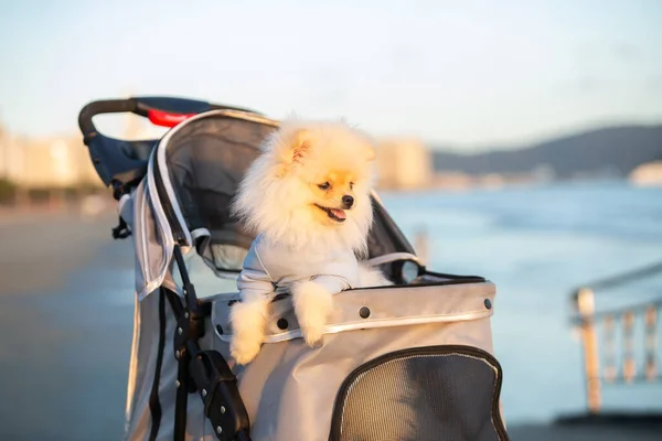 Spitz Pomeranya 'lı köpek yavrusu plajda geziniyor..