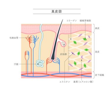 Illustration showing the structure of the dermis.Japanese notation. clipart