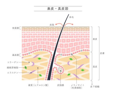 Epidermis ve dermisyonun yapısını gösteren resim. Japonca gösterim.