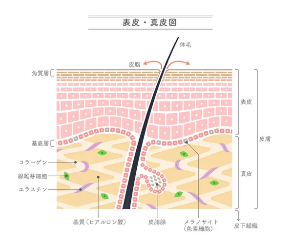 Illustration Som Visar Epidermis Och Dermis Japansk Notation — Stock vektor