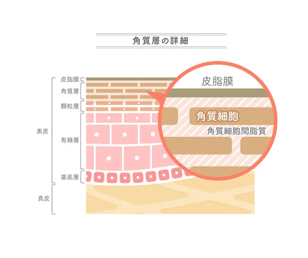 角質層の構造を示すイラスト 日本語表記 — ストックベクタ