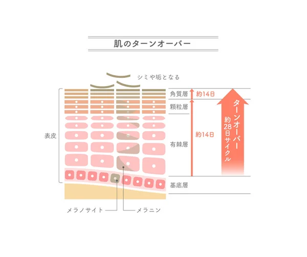 皮膚の回転がどのように働くかを示すイラスト日本語表記 — ストックベクタ