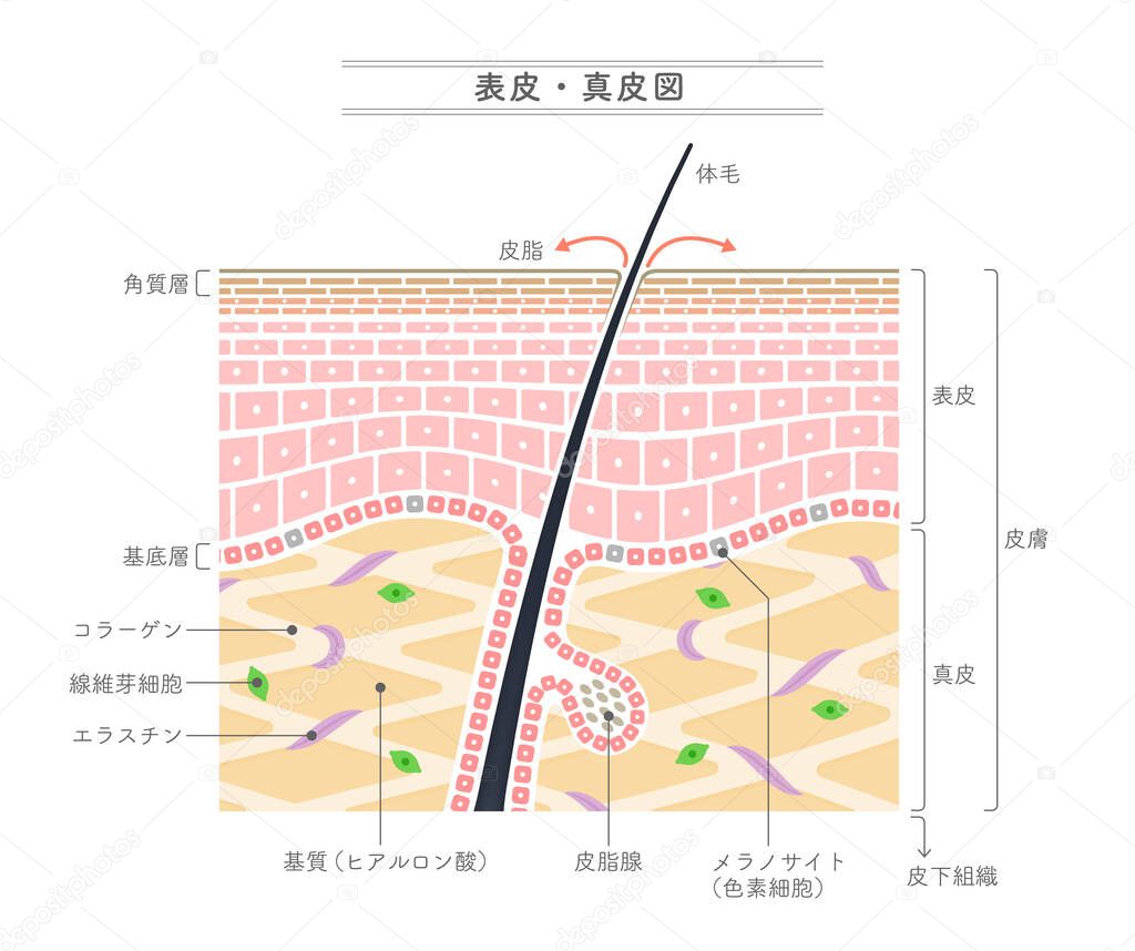 Illustration showing the structure of the epidermis and dermis.Japanese notation.