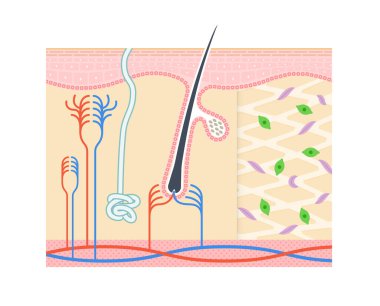 Illustration showing the structure of the dermis.Not notation. clipart