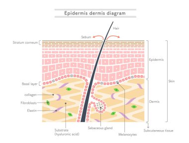 Epidermis ve dermisyonun yapısını gösteren ilüzyon. İngilizce gösterim.