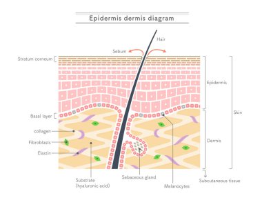 Illustration showing the structure of the epidermis and dermis.English notation. clipart