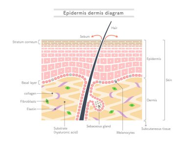 Illustration showing the structure of the epidermis and dermis.English notation. clipart