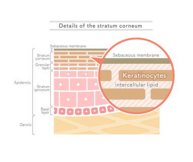 Illustration showing the structure of the stratum corneum.English notation. clipart