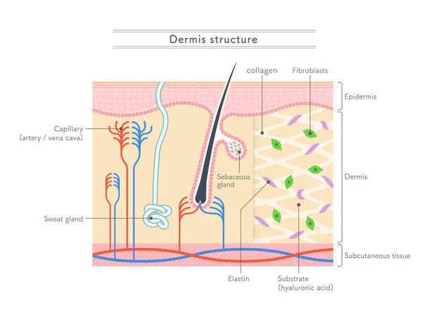 Illustration showing the structure of the dermis.English notation.