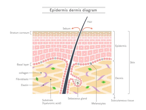 Illustrazione Che Mostra Struttura Dell Epidermide Del Derma — Vettoriale Stock