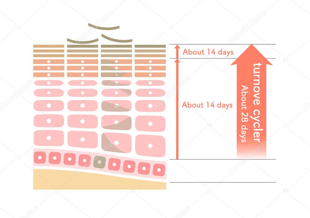 Illustration showing how skin turnover works.easy explanation