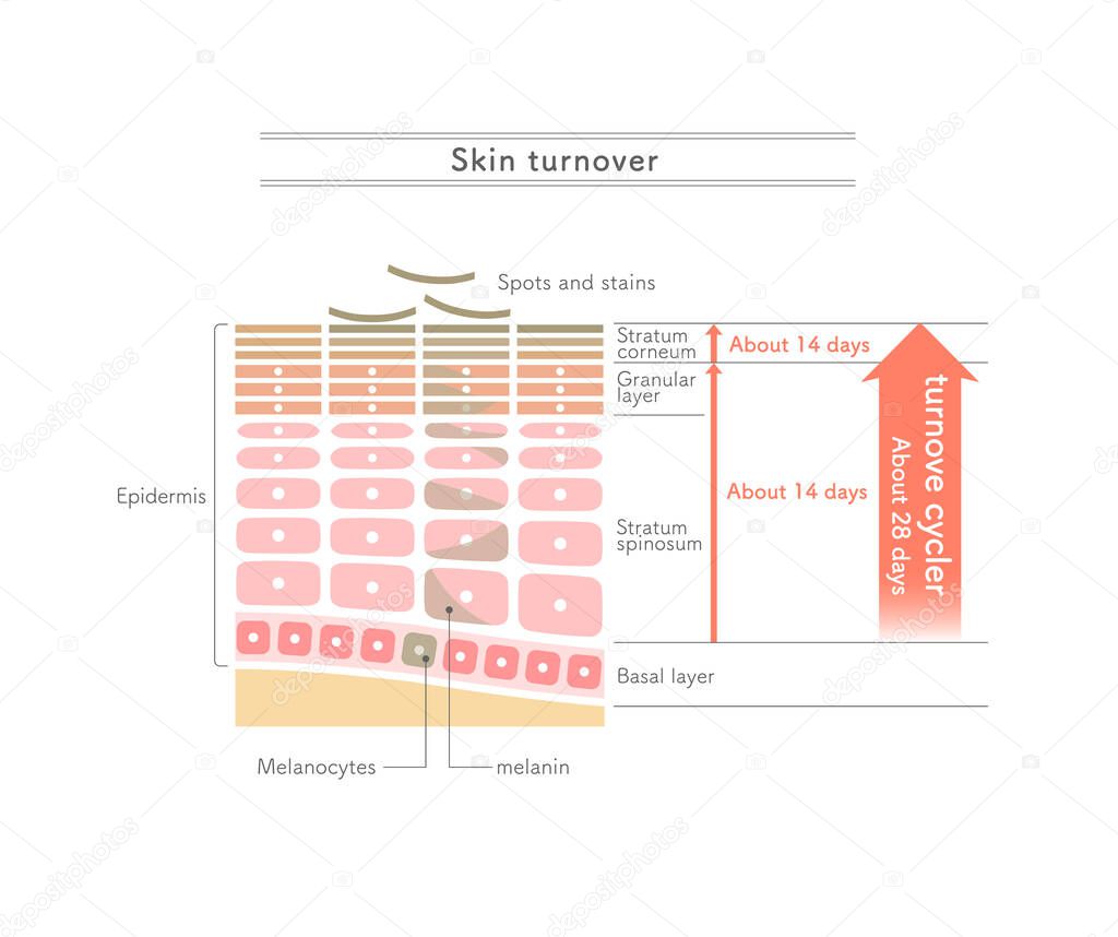 Illustration showing how skin turnover works.English notation.