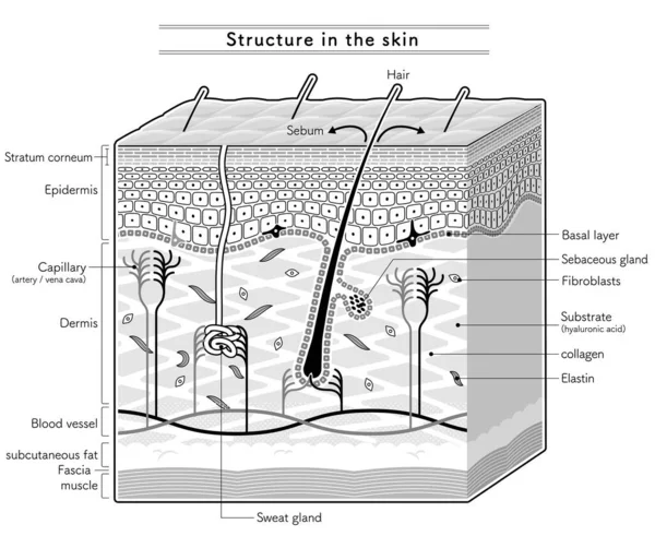 구조를 Section Views 손상의 이름을 가지고 English Notation Monotone — 스톡 벡터