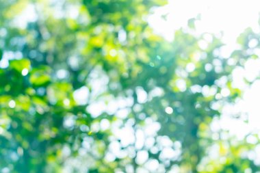 İlkbaharda ve yazın başında güzel ağaç gübresi