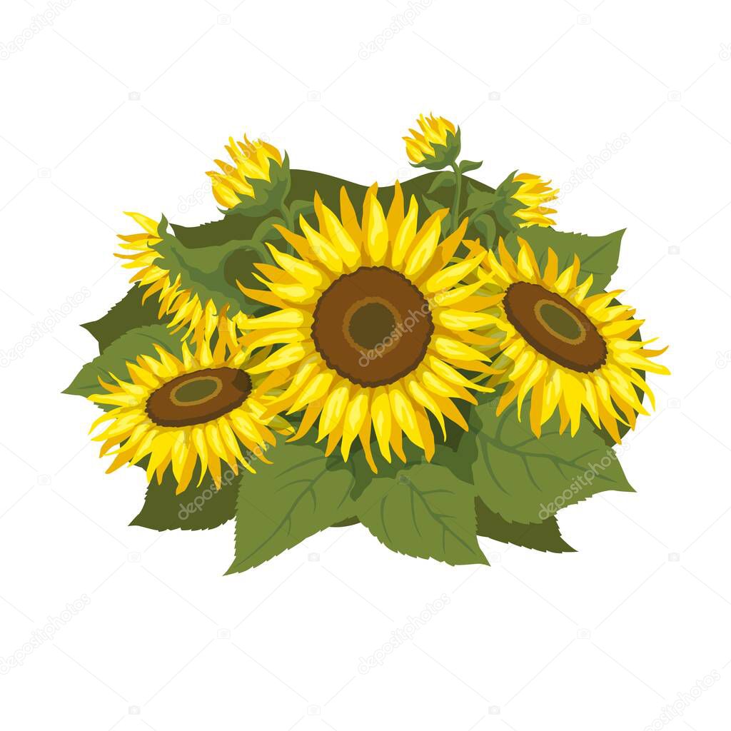 Vector illustration with sunflowers. Bouquet with sunflowers. Floral arrangement with sunflowers.