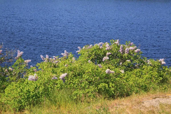 Gölün Kıyısında Çiçek Açan Leylak Çalıları — Stok fotoğraf