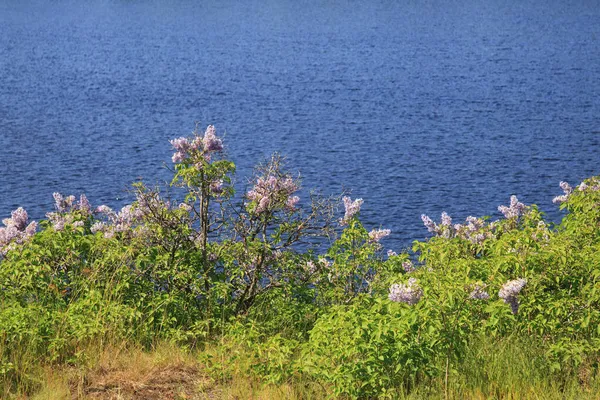 Arbustos Lilás Florescendo Costa Lago — Fotografia de Stock