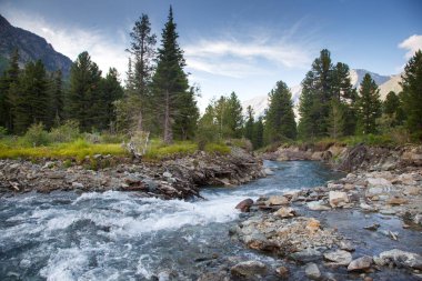 Ormanda fırtınalı bir dağ nehri olan manzara, Rusya, Altai.